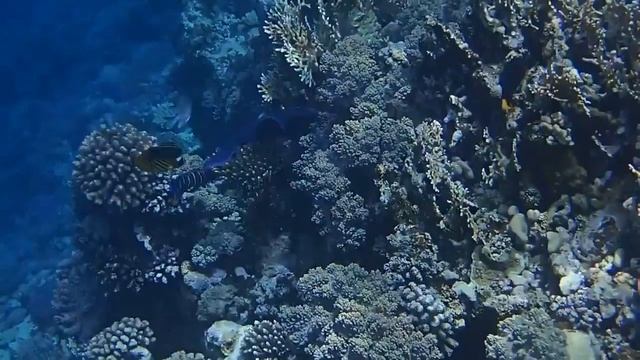 Blue triggerfish смотреть онлайн