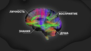 Разрыв реальности: Как телефон и соцсети изменяют наш мозг?