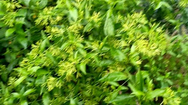 #Hasnahena смотреть онлайн