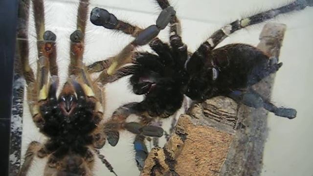 Poecilotheria rufilata drumming смотреть онлайн