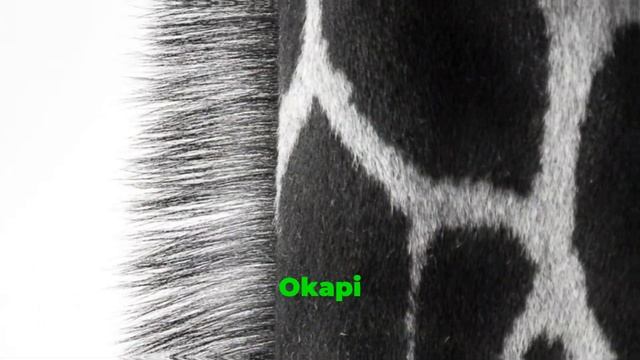 Revealing Secrets: Top 10 Exotic Animals Exposed! 🔥 смотреть онлайн