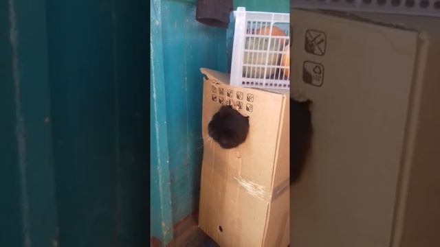 когда хозяин наказал смотреть онлайн