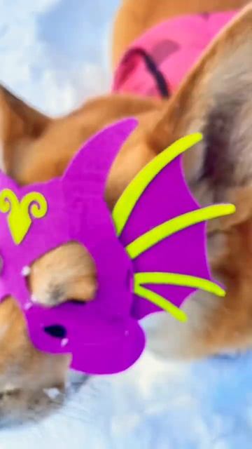 Кролик вернется через 11 лет.  А пока нас бережёт дракон, корги-дракон смотреть онлайн