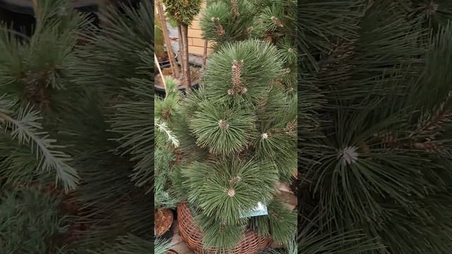 Обзор хвойных вкусняшек  Telegram: https:t.melove_is_hvoiny_dvorik