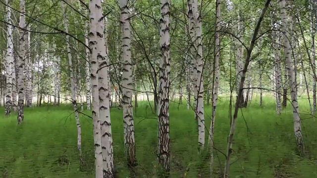 Нагонка гончей смотреть онлайн