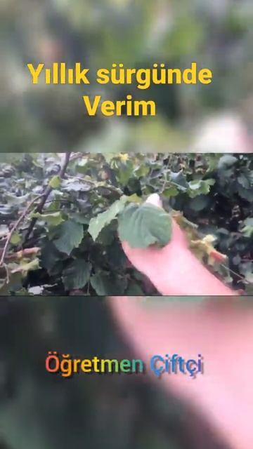 Fındıkta verim için bunu yap. #ömürduyar #budama #besleme #yılliksürgün смотреть онлайн