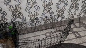 Купила декоративного кролика🐇💕 | обустраиваем клетку