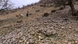 09.03.2023 Невероятно что эта женщина и осел делают вместе! - Жизнь в кочевье