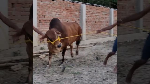 Pure Sahiwal Cow 《JASMINE 》@ ASLAM DAIRY...... смотреть онлайн