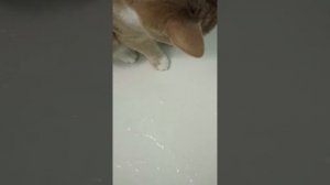 Как выгнать кошку из ванны?..