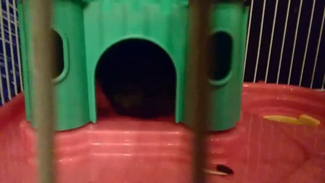 Сима пищит смотреть онлайн