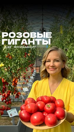 🍅 Розовые гиганты с насыщенным вкусом – три гибрида для теплицы!