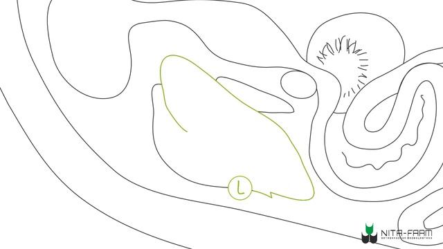 strolitin portuguese voice смотреть онлайн