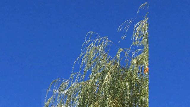 🍁 907 🍂 Осень 🍂 осень 🍁 смотреть онлайн