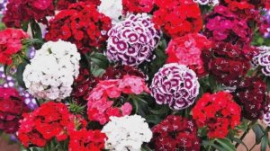 ГВОЗДИКА  турецкая Dianthus  Божественный цветок. Сергей Чекалин