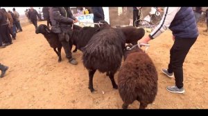 Шахидон Мол Бозори Ґунажин, Новвослар нархлари.