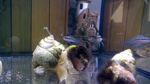 Julidochromis Dickfeldi