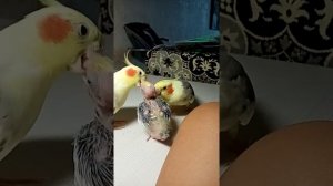 Пара корелл ухаживают за птенцом. Выкармливание птенца. #parrots