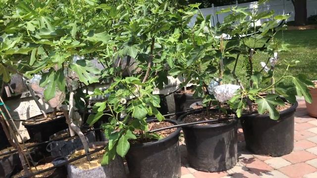 One of my FAVORITE Figs - Souadi смотреть онлайн