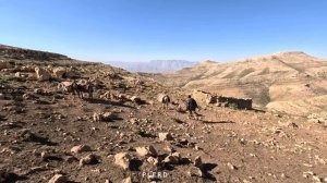 24.06.2023 Кочевая семья объединяясь, переносит пчелиные ульи на холм