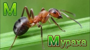 Абетка з тваринами/Alphabet/Алфавит/Українська абетка для дітей/ Вивчаємо літери/ Маленькі мрійники