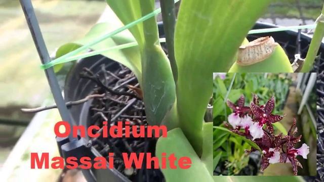 Anggrek Oncidium Massai White смотреть онлайн