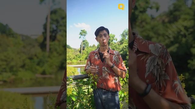 Untold Singapore: Forest living in Singapore смотреть онлайн