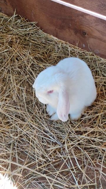 Суровый декоративный баранчик смотреть онлайн