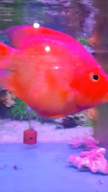 RED PARROT FISH | #aquarium #ikanhias #fish #shorts #parrot #aquascape смотреть онлайн