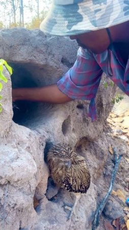 Amazing video A man see eagle in a nest underground part 05. #birds #nature #wildlife #animals #nes