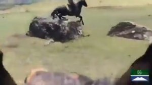 Лошади горцев