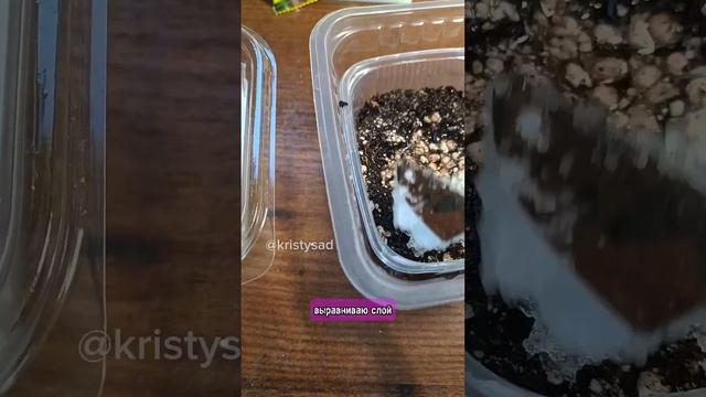 Супер агротехника выращивания клубники из семян 🍓 #клубника #клубникаизсемян #посевклубники смотреть онлайн