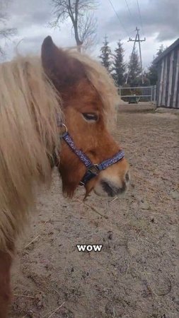 Shetland pony with a mane like...