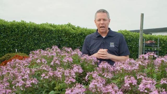 Senorita Rosalita® Cleome