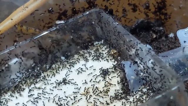 Monomorium minimum update 6: inbred queens! new setup!