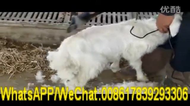 sheep shearing machine