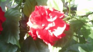 Поспели Розы в саду.