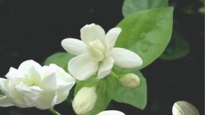 Jasmine Flower (Mo Li Hua) - KARAOKE