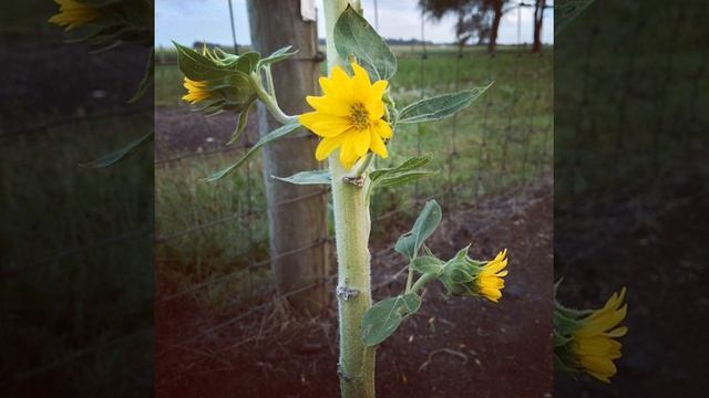 3 Tips For Flowers You Can Use Today смотреть онлайн