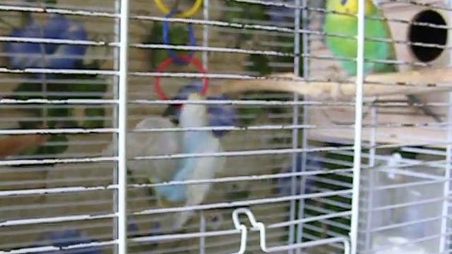 Видеосюжет о стае смотреть онлайн