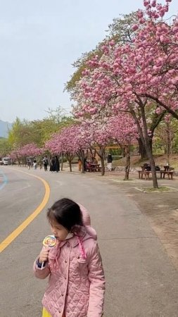 Pinky cherry blossoms   #southkorea #spring #shorts