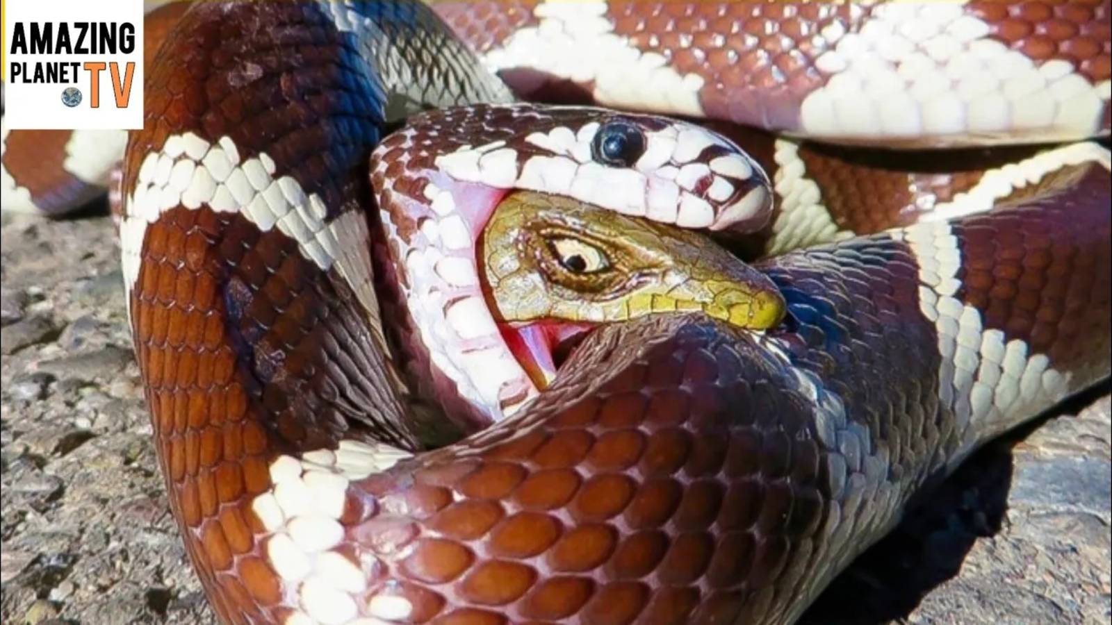 ТОП-5 змей, которые охотятся на своих сородичей! смотреть онлайн