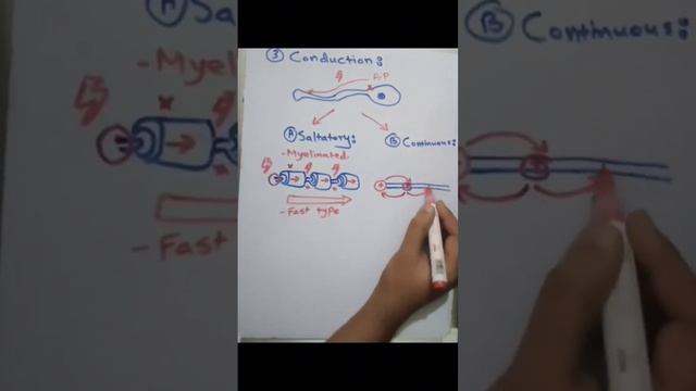 Continuous conduction in non myelinated nerve fibers شرح لمادة الفيسيولوجي بالعربي