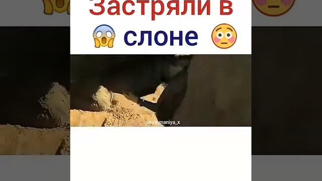 Застряли в слоне