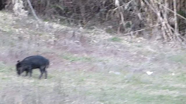 Numerosi Cinghiali - A loto Wild Boars