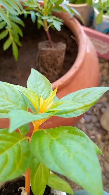 Что получится? Новая композиция в кашпо. смотреть онлайн