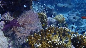 Tower Reef Jeddah (Ras Mohammed equivalent in Jeddah)