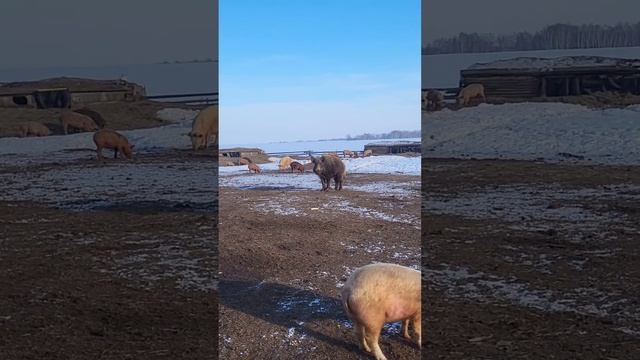 Кормим дикого кабана бананами 