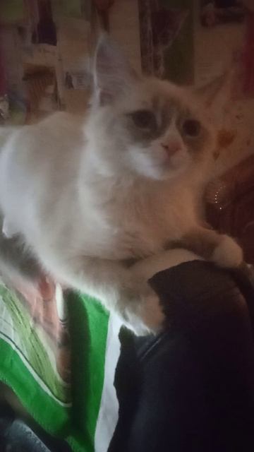 Доброй ночи желает кошечка Ева! Возраст почти 4 месяца! 