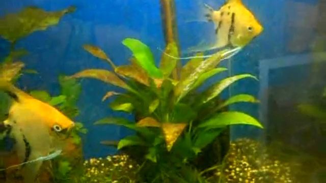 Koi Angels & eggs смотреть онлайн